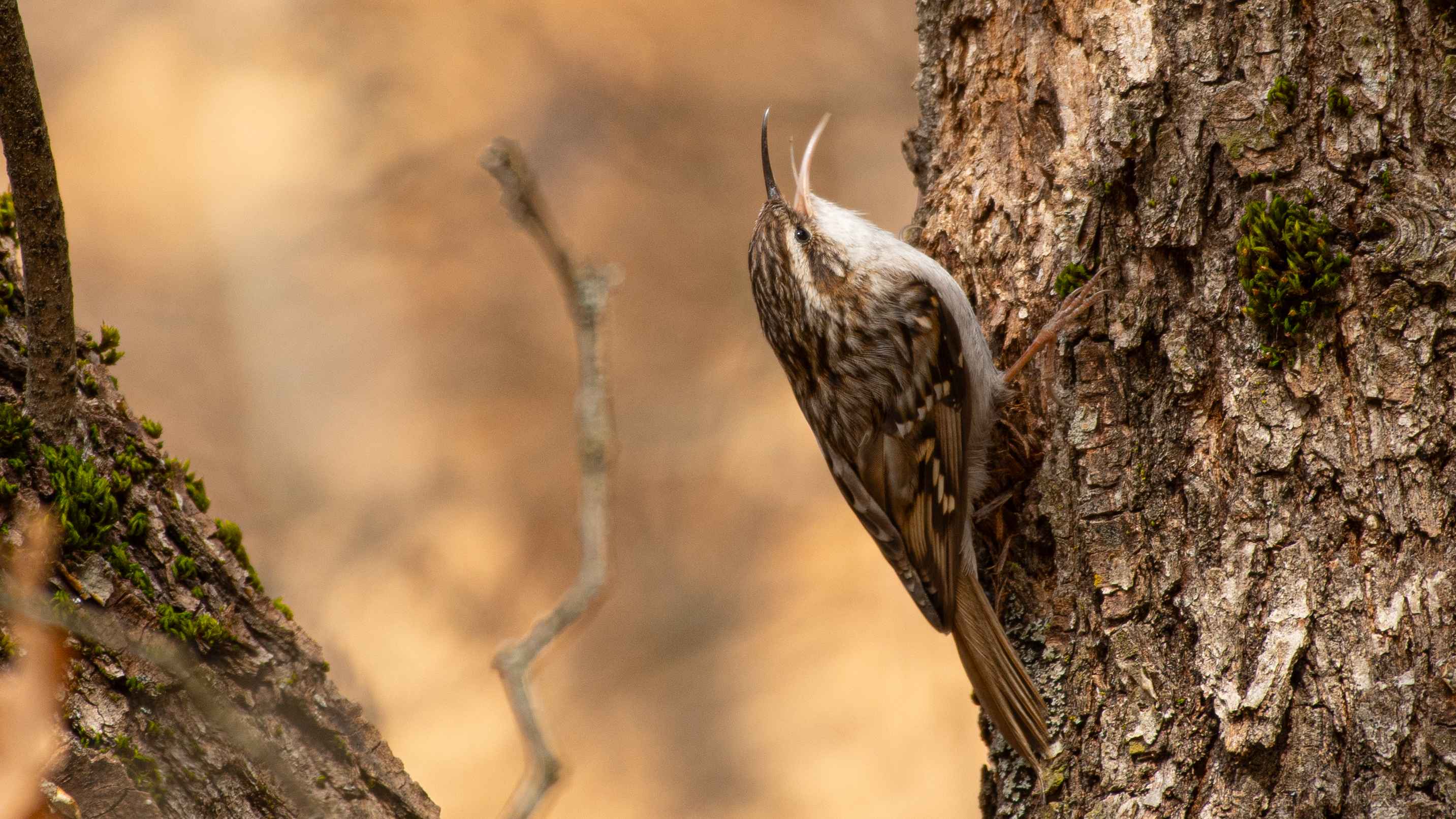Eurasian Treecreeper